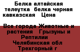 Белка алтайская телеутка, белка черная кавказская › Цена ­ 5 000 - Все города Животные и растения » Грызуны и Рептилии   . Челябинская обл.,Трехгорный г.